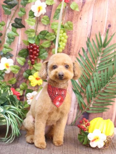 20230806チョコちゃん